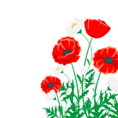 Red poppy and white chamomile illustration. Vector flower on white with green leaves