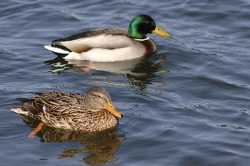 Ente auf einem Teich