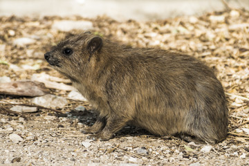 Маленький житель пустыни Негев