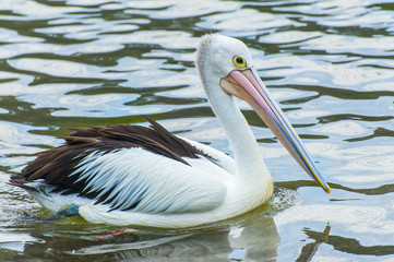 Pelican