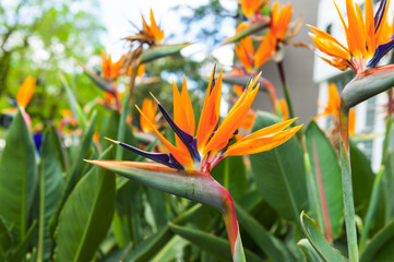 Strelitzia
