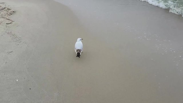 M&ouml;we am Strand
