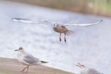 Möwen im Flug