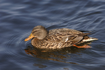 Ente auf einem Teich