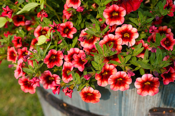 Calibrachoa sometimes called superbells in the summer garden.