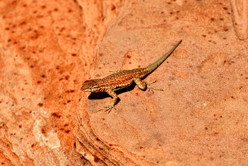 Lézard du désert