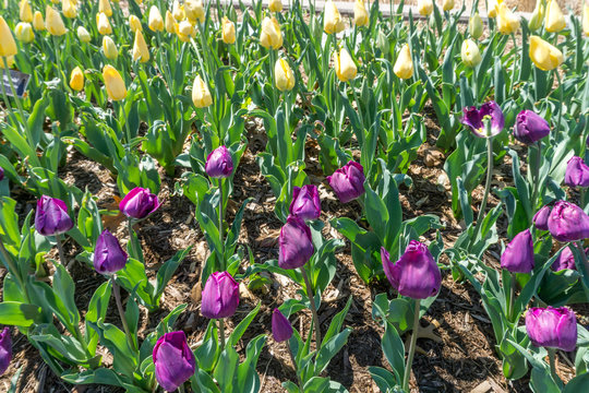 Tulips