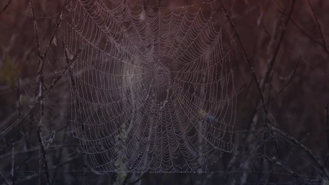 Wet Spider web on the branches in the morning