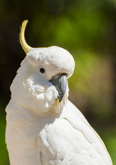 Cockatoo