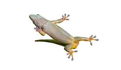 Close up on lizard gecko on white background