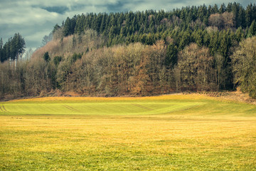 forest on the hill with blue and cloudy sky