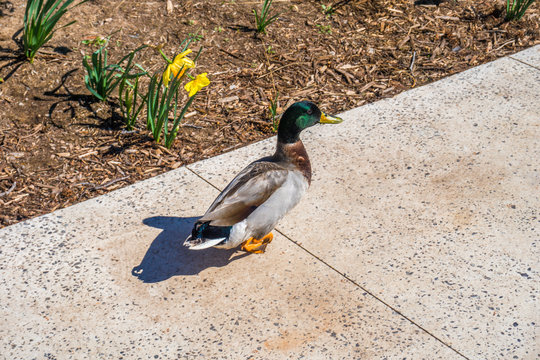 Duck on a Walk 