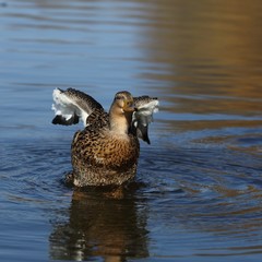 Eurasian wigeon (Anas penelope) (Mareca penelope) on the water. Flapping its wings.