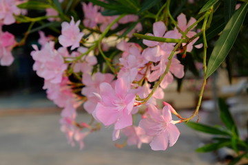 Narium, Oleander, 