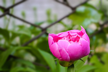Pink peony flower in countryside garden with a blurred background.