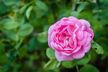 Pink rose flower in countryside garden with a blurred background.