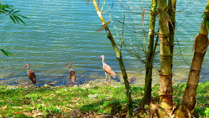 Fruit and Spice Park, Florida