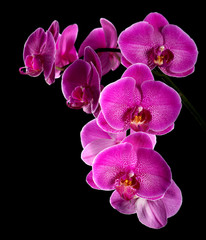 Violet orchid on a black background