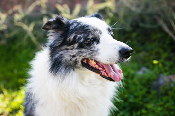dog is smiling and happy