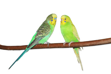 Two bright green budgerigars sitting on the branch. Isolated on white