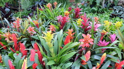 Bromerliad in various kinds and colors