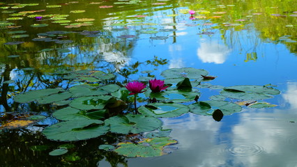 Red lilies in the pond