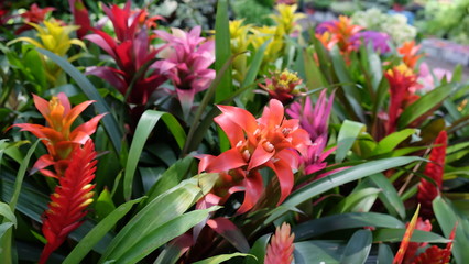 Bromerliad in various kinds and colors