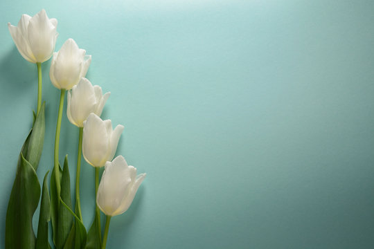 Fototapeta White tulips on a light turquoise background