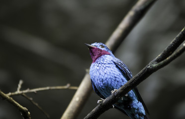 Naklejka premium one blue and very beutiful exotic bird