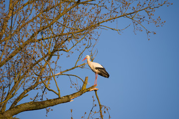 Stork in pose on branch in cottonwood tree