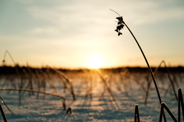 Winter landscape with dry frozen bush