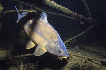 Freshwater fish common Carp (Cyprinus carpio) in the beautiful clean pound. Underwater shot in the lake. Wild life animal. Mirror carp in the nature habitat with nice background.