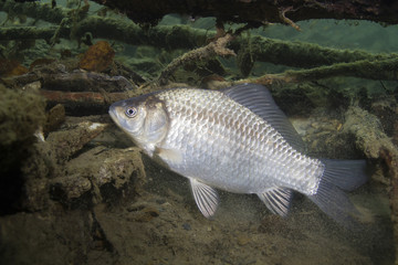 Freshwater fish Silver crucian carp (Carassius auratus) in the beautiful clean pound. Underwater...