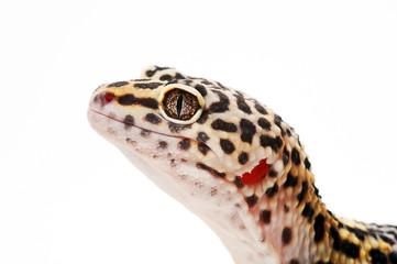 Eublepharis. Close-up of Cute leopard gecko (eublepharis macularius)