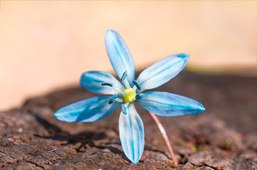Blue blossom flower spring snowdrop Scilla Squill