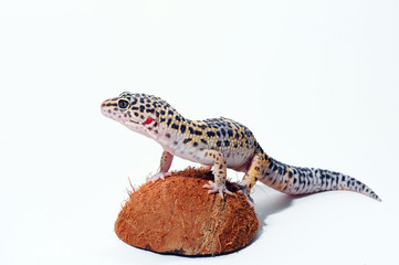 Eublepharis. Close-up of Cute leopard gecko (eublepharis macularius)