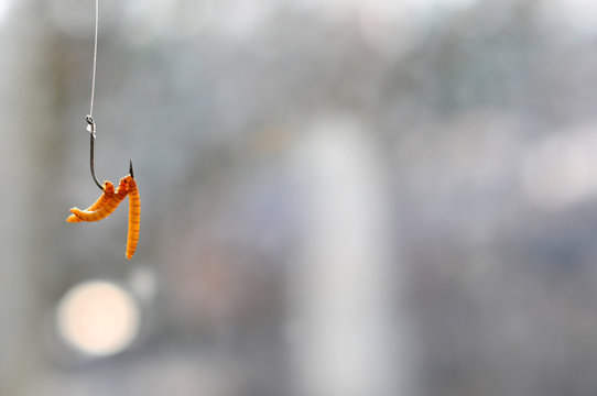 Meal worm on the hook on a light background