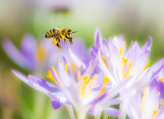 Flying honeybee pollinating a purple crocus flower