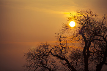 sunset behind a clump of trees