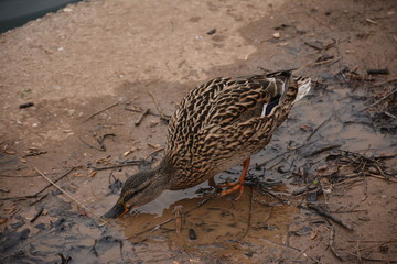 Patos. 