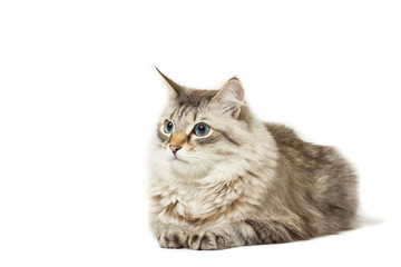Siberian cat breed lying isolated on white