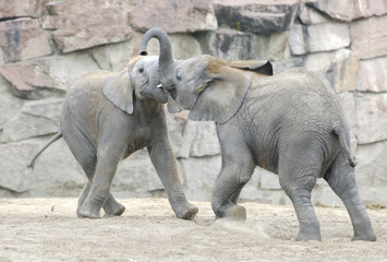 Fototapeta premium Baby elephants playing
