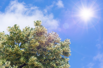 flowers blossoming tree linden tree, spring