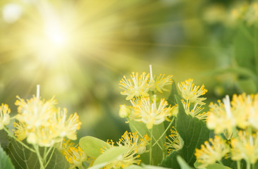 flowers blossoming tree linden tree, spring