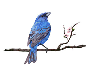 Realistic Blue Bird on a Blossom Branch. Sakura Bloom Branch. Vector