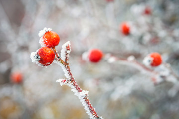 Winter background, red berries on the frozen branches covered with hoarfrost