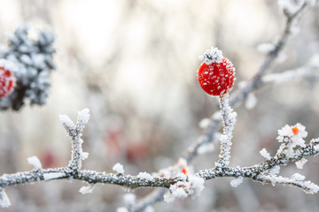 Winter background, red berries on the frozen branches covered with hoarfrost