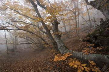 Crimea forest