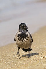 Grey crow (lat. Corvus cornix) is on the sandy shore along the sea.