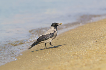 Grey crow (lat. Corvus cornix) with a piece of food is on the sandy shore along the sea.